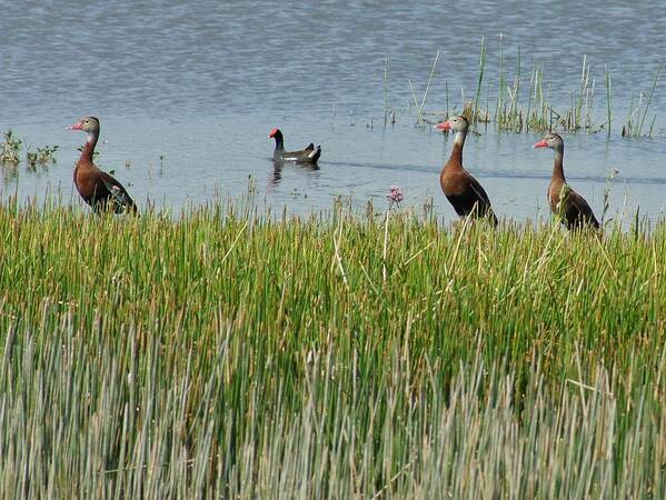 Black Bellied Whistling Duck Poster featuring the photograph Whistling Moor by Lynda Dawson-Youngclaus