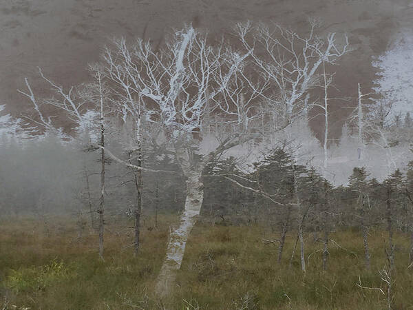 Nature Poster featuring the photograph White Birch by Tasha ONeill