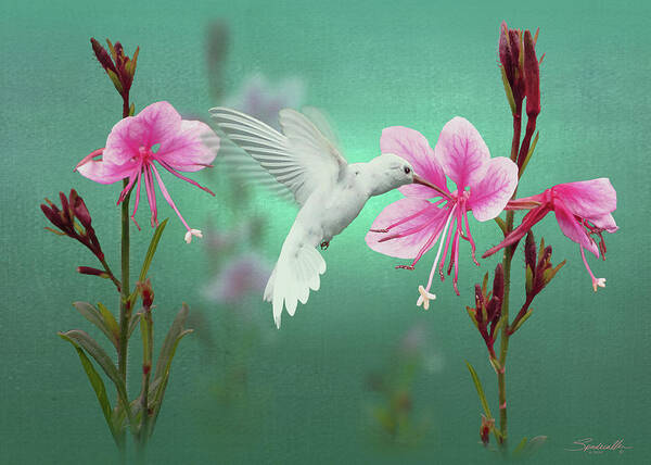Hummingbird Poster featuring the digital art White Hummingbird And Pink Guara by M Spadecaller