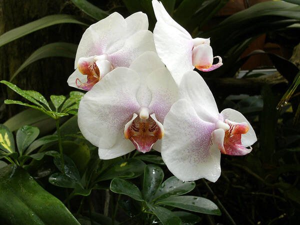 Orchid Poster featuring the photograph White Orchids by Mindy Newman