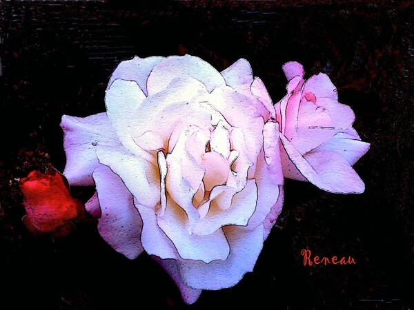 Roses Poster featuring the photograph White - Pink Roses by A L Sadie Reneau