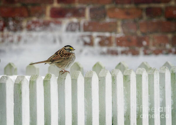 White Throated Sparrow On The Fence Poster featuring the photograph White Throated Sparrow on the Fence by Karen Jorstad