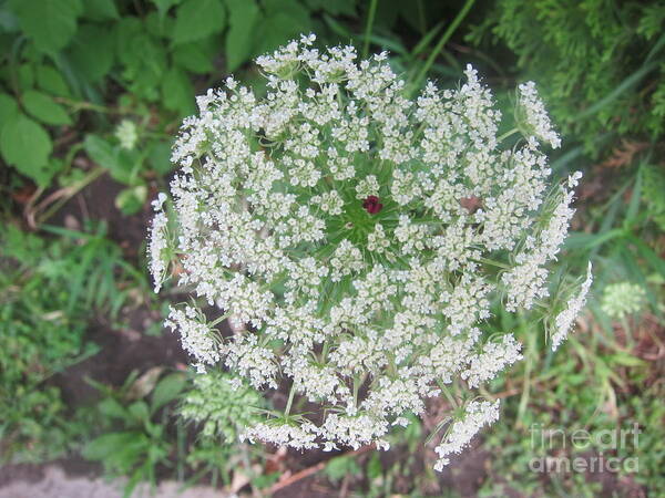 Art Poster featuring the photograph Wild Flowers 15 by Funmi Adeshina