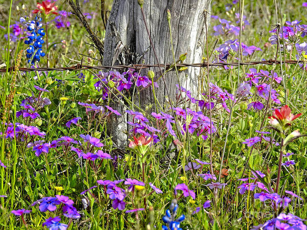 Wild Flowers Art Prints Poster featuring the photograph Wild In The Country by Ella Kaye Dickey