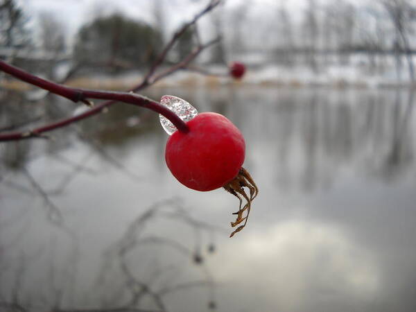 Wild Rose Hip Poster featuring the photograph Wild Rose Hip on Mississippi river bank by Kent Lorentzen