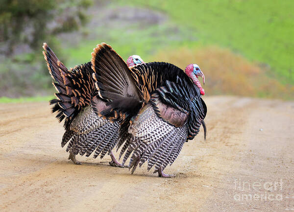 Turkeys Poster featuring the photograph Wild Turkeys by Mimi Ditchie