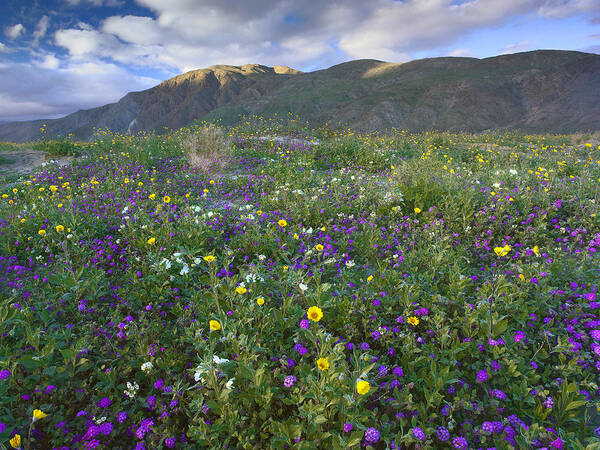 00175221 Poster featuring the photograph Wildflowers Carpeting The Ground by Tim Fitzharris