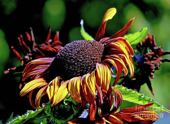 Sunflower Poster featuring the photograph Wilted in the Sun by Michael Cinnamond