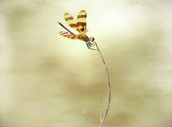 Dragonfly Poster featuring the photograph Windblown by Steven Michael