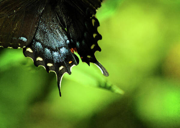 papilio Glaucus Poster featuring the photograph Wings by Rebecca Sherman