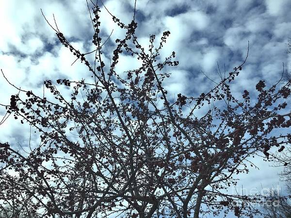 Berries Poster featuring the photograph Winter Berries 2 by Onedayoneimage Photography