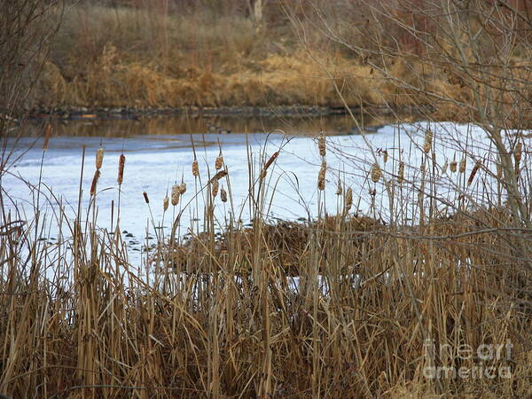 Winter Pond Poster featuring the photograph Winter Cattails by Carol Groenen