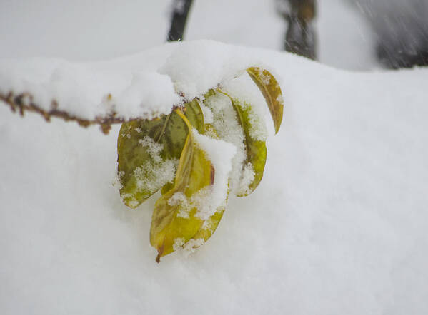 Snow Poster featuring the photograph Winter Leaves by Deborah Smolinske