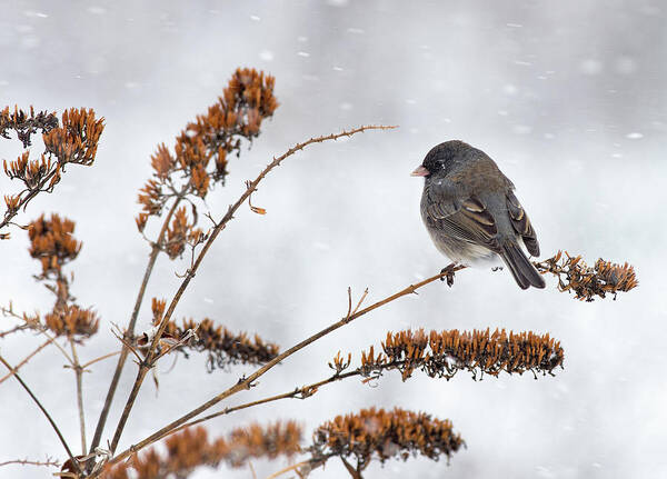 Dark-eyed Junco Poster featuring the photograph Winter, Snow, and a Junco by Jim Zablotny