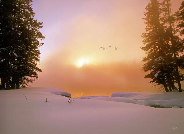 Idaho Scenics Poster featuring the photograph Winter Swans by Leland D Howard