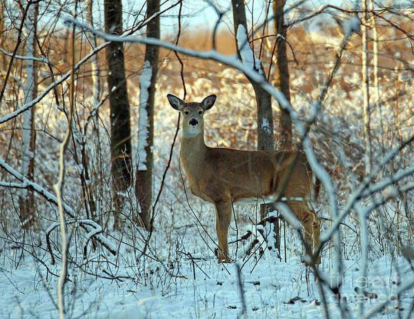 Deer Poster featuring the photograph Winter Whitetail Two by Steve Gass