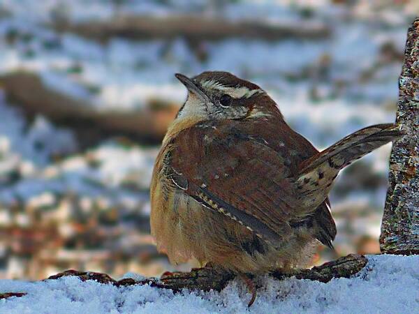 Carolina Wren Poster featuring the photograph Winterized Carolina Wren by Joe Duket