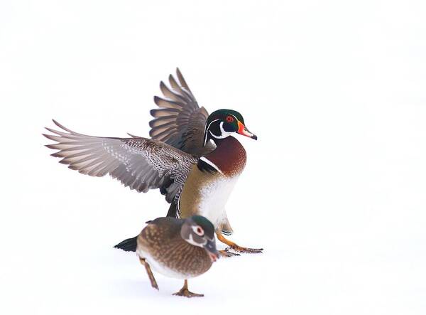 Wood Duck Couple Poster featuring the photograph Wood duck couple by Lynn Hopwood