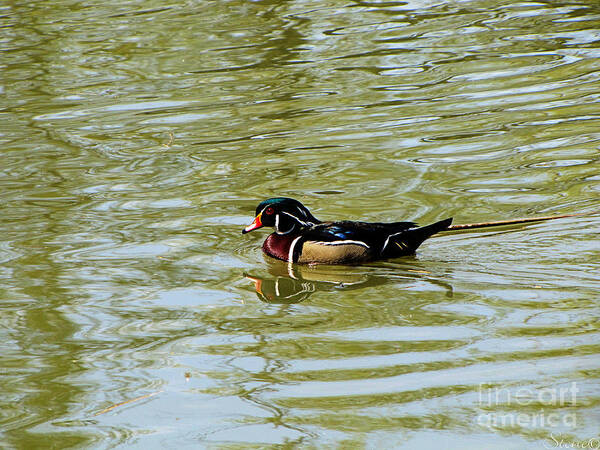 Wood Duck Poster featuring the photograph Wood Duck by September Stone