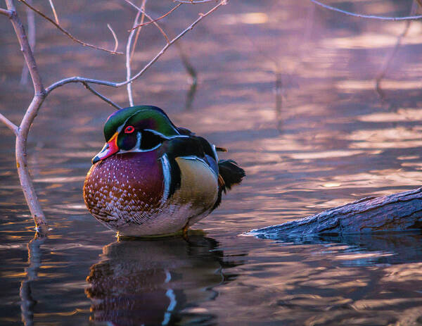 Wood Duck Poster featuring the photograph Wood Duck Resting by Bryan Carter