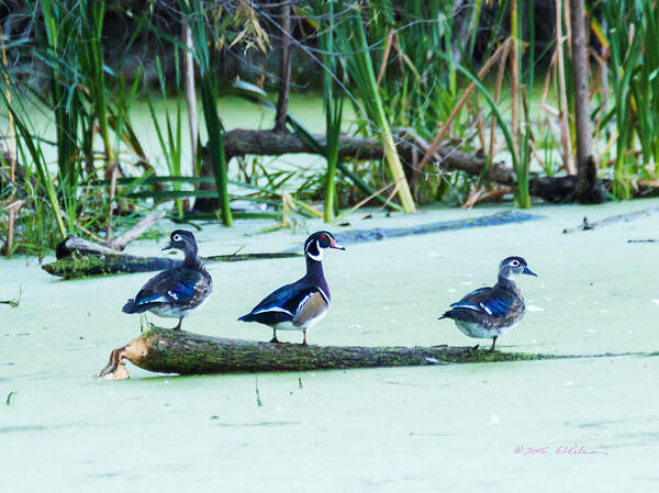 Heron Heaven Poster featuring the photograph Wood Ducks All Grown Up by Ed Peterson