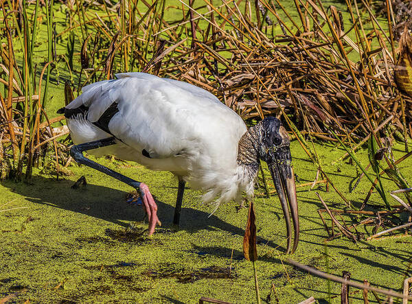 Red Bug Slough Poster featuring the photograph Wood Stork in Duck Weed by Richard Goldman