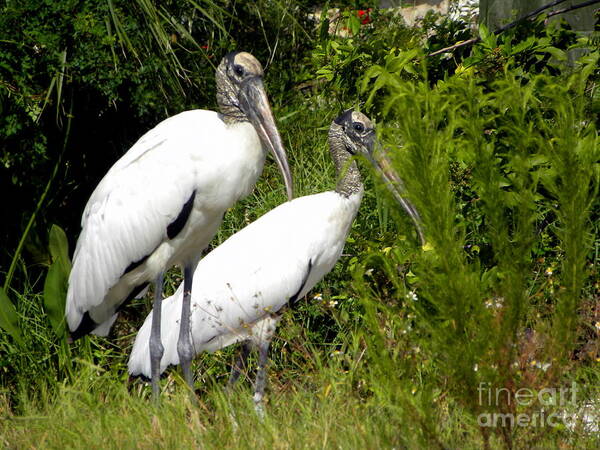 Woodstorks Poster featuring the photograph Woodstork Couple by Terri Mills