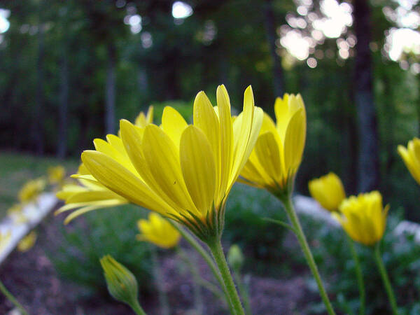 Yellow Flowers Poster featuring the photograph Yellow African Daisy by Mary Halpin