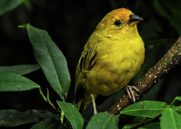 Bird Poster featuring the photograph Yellow bird by Pradeep Raja Prints