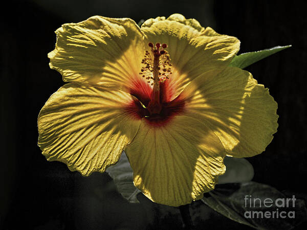 Hibiscus Poster featuring the photograph Yellow Hibiscus by Norman Gabitzsch