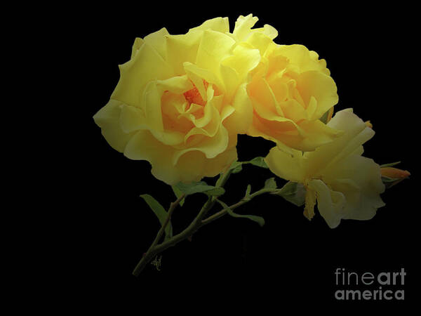 Yellow Roses On Black Poster featuring the photograph Yellow Roses on Black by Victoria Harrington