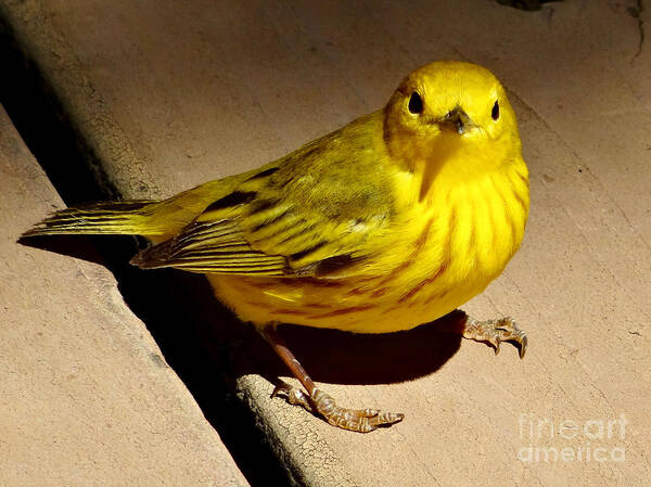 © 2017 Poster featuring the photograph Yellow Warbler by Christopher Plummer