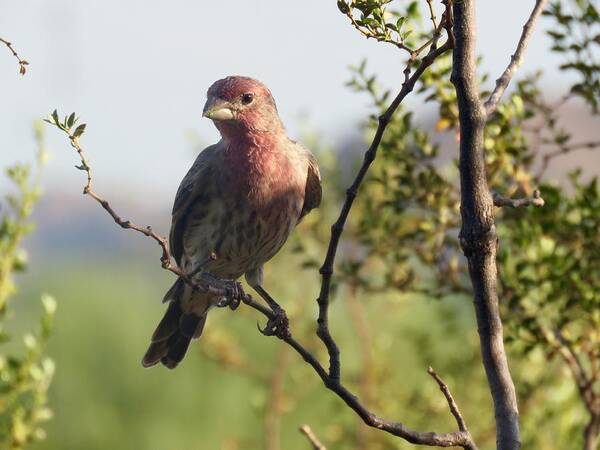 Animals Poster featuring the photograph Young Male House Finch by Judy Kennedy