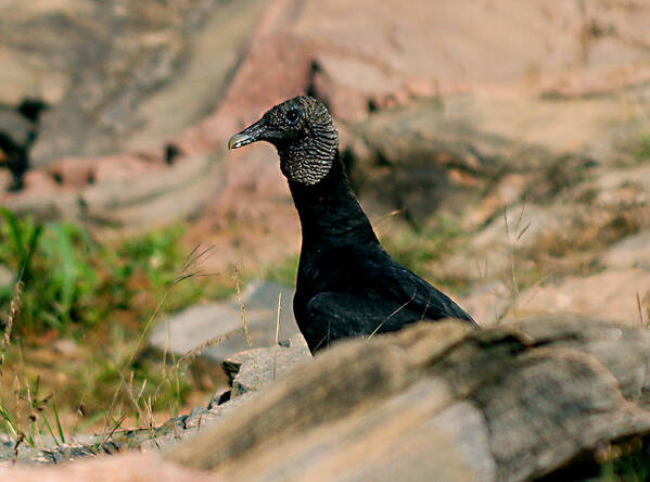 James Smullins Poster featuring the photograph Young black vulture by James Smullins