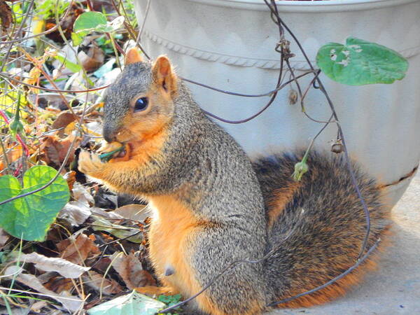 Squirrel Poster featuring the photograph Yummy Morning Glory Leaves by Virginia White