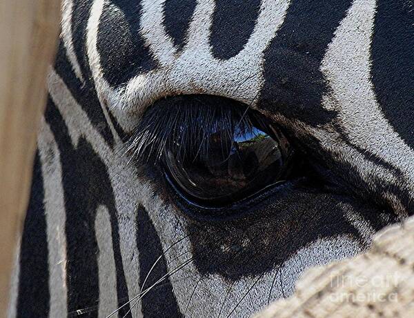 Zebra Poster featuring the photograph Zebra Eye by Diane Lesser