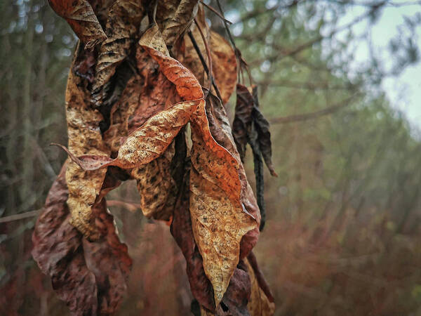 Dead Leaves Poster featuring the photograph Autumn Leaves #2 by Daniel Martin