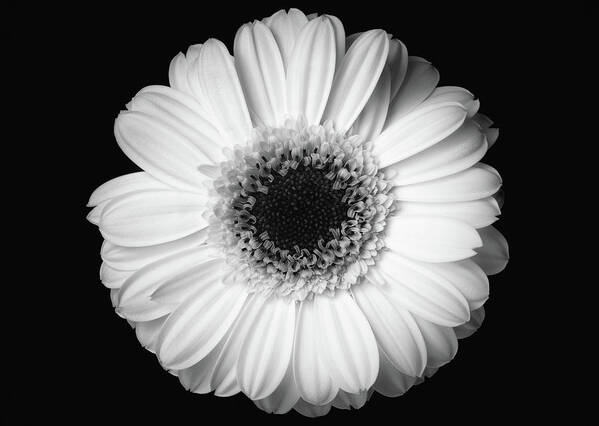 Flower Poster featuring the photograph Black and white flower #1 by Mirko Chessari