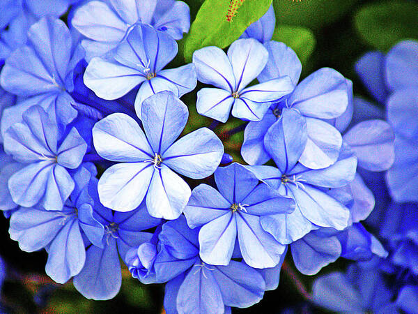 Blue Plumbago Poster featuring the digital art Blue Plumbago #2 by Chauncy Holmes