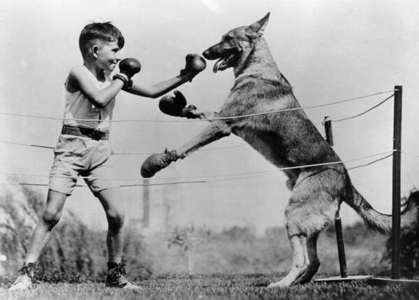 Pets Poster featuring the photograph Boxing With Dog #1 by Topical Press Agency