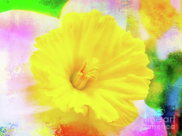 Daffodil Poster featuring the photograph Daffy Daffodil 2 by Anita Pollak