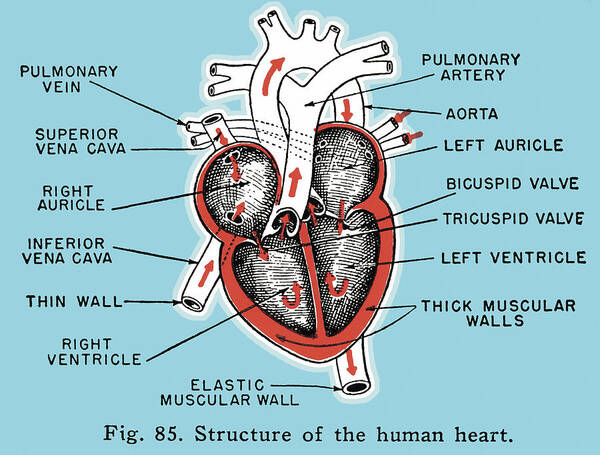 Anatomical Poster featuring the drawing Heart Diagram #1 by CSA Images