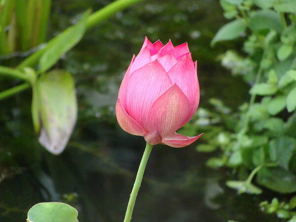 East Lake Pink Lotus Poster featuring the photograph Lotus Blossom #1 by Anthony Seeker