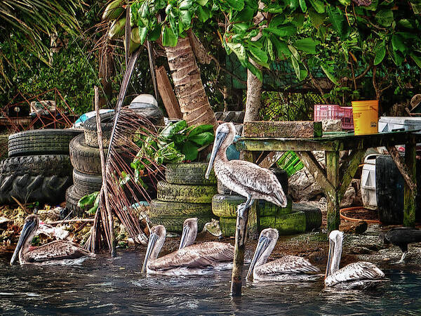 Belize Poster featuring the photograph Pelicans #1 by Jessica Levant