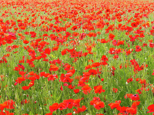 Outdoors Poster featuring the photograph Poppies, Somme Valley, France #1 by Travelpix Ltd