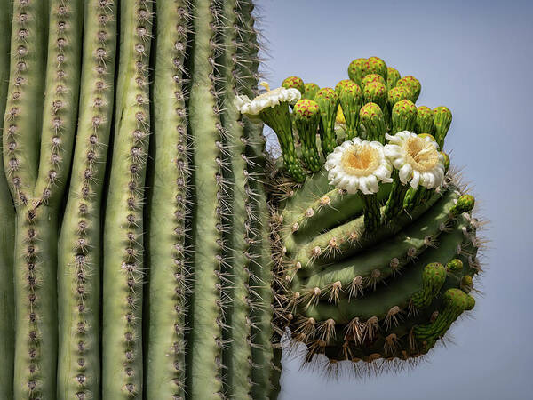 Saguaro Cactus Poster featuring the photograph Saguaro Blooms To The Sky #2 by Saija Lehtonen