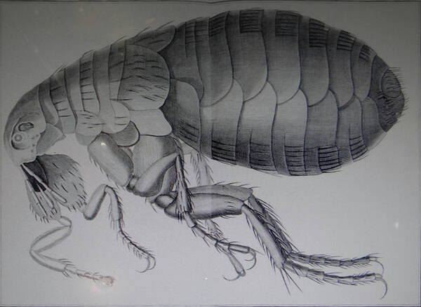 18th Poster featuring the photograph Scientific drawing of a flea #1 by Steve Estvanik