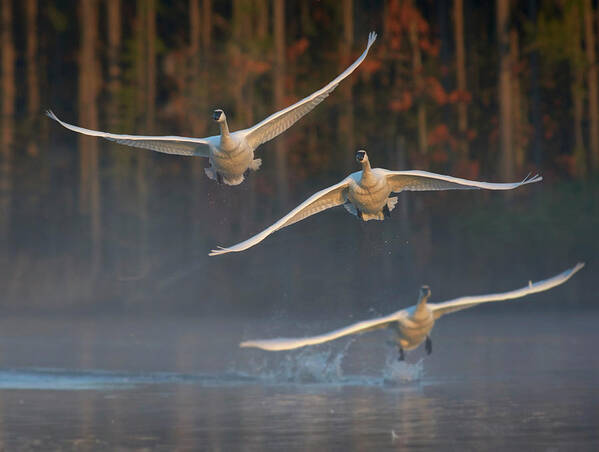 00557671 Poster featuring the photograph Trumpeter Swan Trio Flying, Magness Lake, Arkansas #1 by Tim Fitzharris