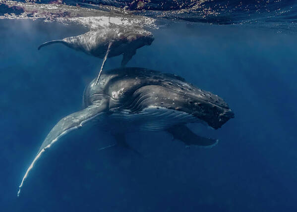 Tonga Poster featuring the photograph Humpback Whale Megaptera Novaeangliae #25 by Bruce Shafer