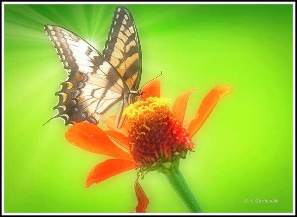 Entomology Poster featuring the digital art Tiger Swallowtail Butterfly, Zinnia Flower #3 by A Macarthur Gurmankin